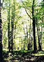 In our woods