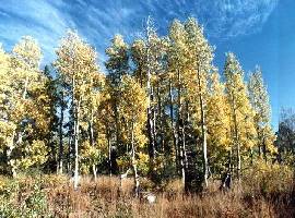 A poplar grove
