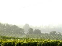 Vineyards, early morning
