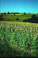 A crop of sunflowers