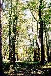 in our western wood