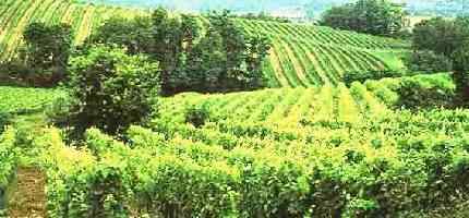 Vineyards of Bordeaux and Bergerac